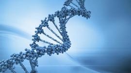 Timeline: El ADN -Camila Amador-