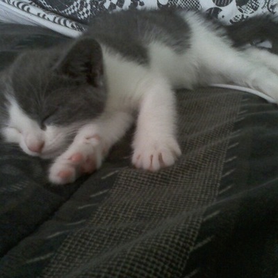 Timeline: Popes of the Renaissance