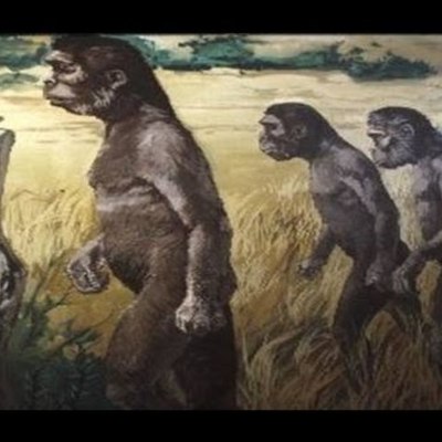 Timeline: Hominización