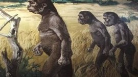 Timeline: Hominización