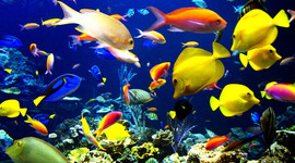 Timeline: Animales Marinos