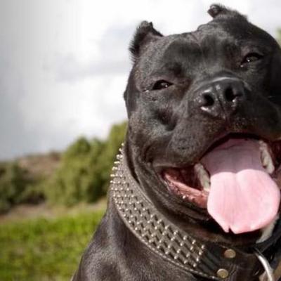 Timeline: raza pitbull