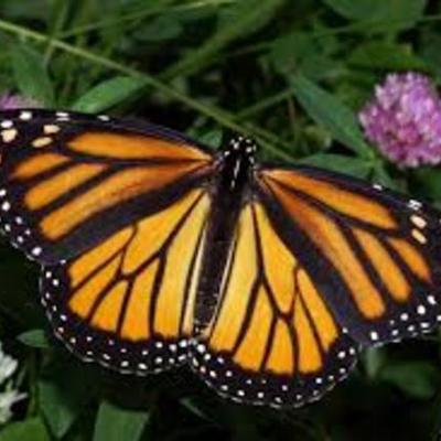 Timeline: Life Cycle of A Monarch Butterfly
