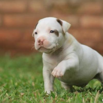 Timeline: mis perros