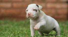 Timeline: mis perros