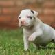 Cachorro de raza pitbull
