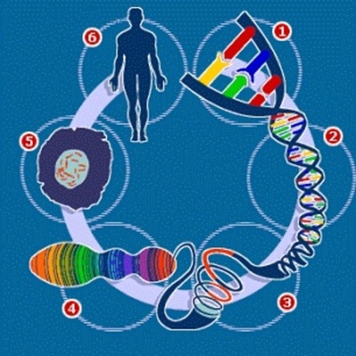 Timeline: Avances en genetica