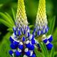7e2f7d3dc6e46601e436e526e9e9c2b5  lupine flowers blue flowers
