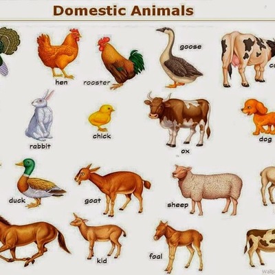 Timeline: THE DOMESTIC ANIMALS