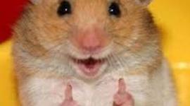 Timeline: Linea de Tiempo