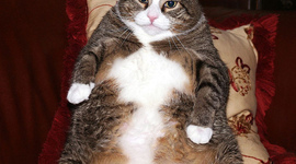 Timeline: Historial académico