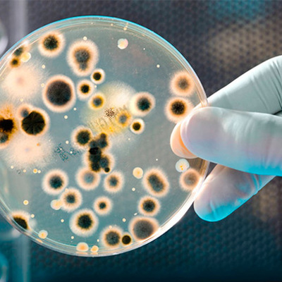 Timeline: Descubrimiento de las células