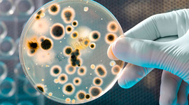 Timeline: Descubrimiento de las células