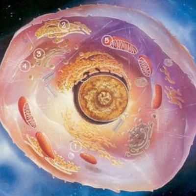 Timeline: Descubrimiento de la celula.