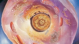 Timeline: Descubrimiento de la celula.