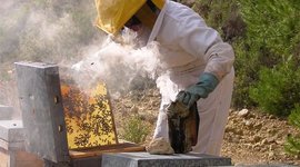 Timeline: apicultura linea de tiempo