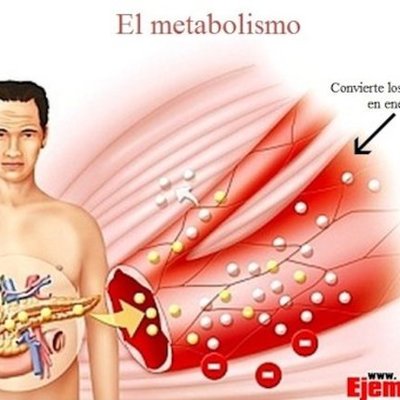 Timeline: Metabolismo