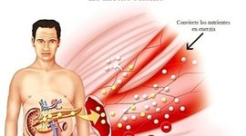 Timeline: Metabolismo