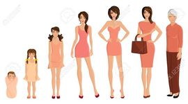 Timeline: etapas del desarrollo humano