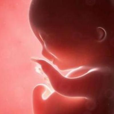 Timeline: Desarrollo Embrionario Humano