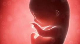 Timeline: Desarrollo Embrionario Humano