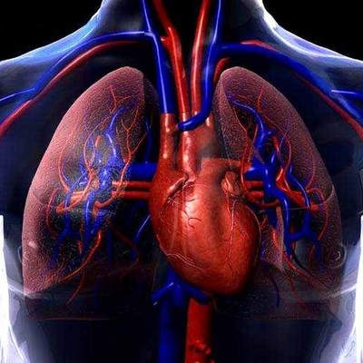 Timeline: Antecedentes del Sistema Cardiorespiratorio