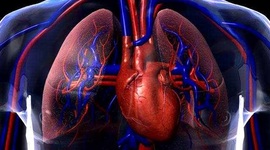 Timeline: Antecedentes del Sistema Cardiorespiratorio