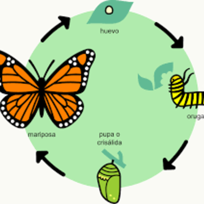 Timeline: Metamorfosis