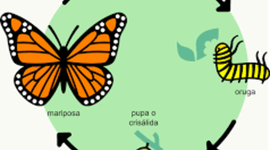 Timeline: Metamorfosis