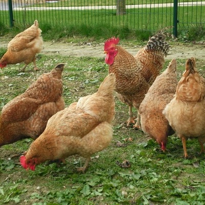 Timeline: NACIMIENTO DE UN POLLO