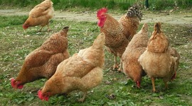 Timeline: NACIMIENTO DE UN POLLO