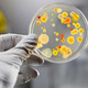 Bacteria 2