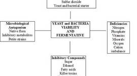 Timeline: History of Fermentation