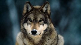 Timeline: Revolución Oriental