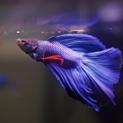 Timeline: Leandro, o peixe - Bianca Abreu, Bianca Iazigi e Maria Clara Pereira