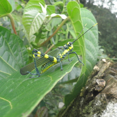 Timeline: Estudio de la ecología