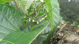 Timeline: Estudio de la ecología