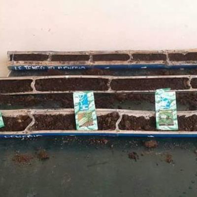 Timeline: Proyecto Pedagógico Productivo