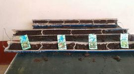 Timeline: Proyecto Pedagógico Productivo