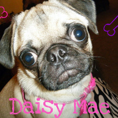 Timeline: The History of Pugfest