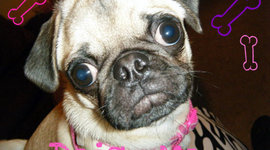 Timeline: The History of Pugfest