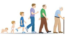 Timeline: Etapas del desarrollo humano