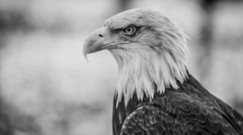 Timeline: US History