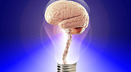 Timeline: Evolución del cerebro