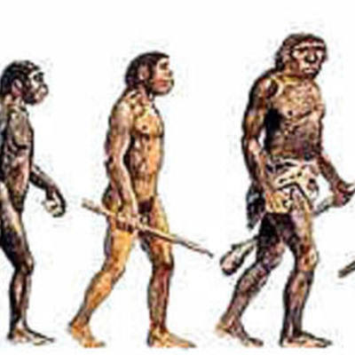 Timeline: hominidos