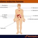 Sistema endocrino humano