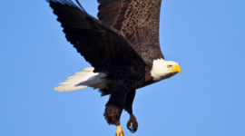 Timeline: US History A Timeline