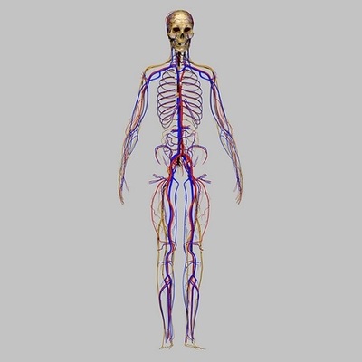 Timeline: Surgimiento del sistema nervioso