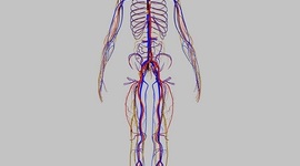 Timeline: Surgimiento del sistema nervioso