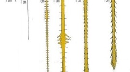 Timeline: EVOLUCION DEL SISTEMA NERVIOSO